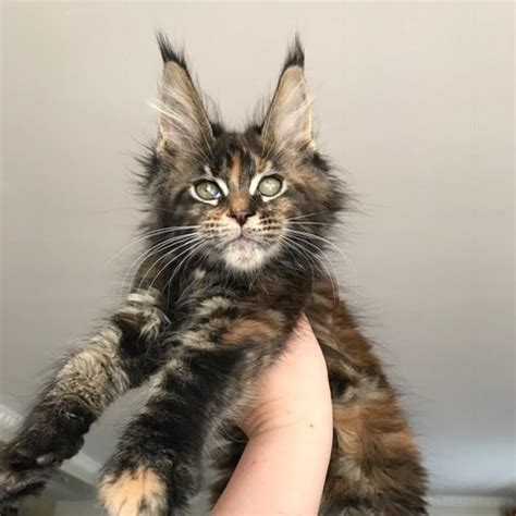 All colors. . Maine coon kittens for sale in washington